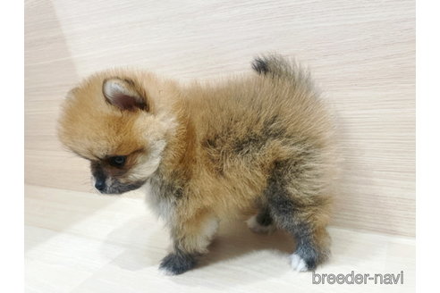 成約済の東京都のポメラニアン-334733の2枚目